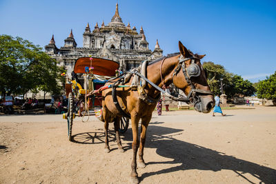 Horse cart in city