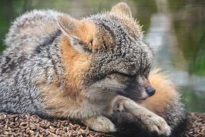 Close-up of a sleeping fox
