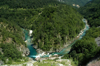 High angle view of river amidst trees in forest