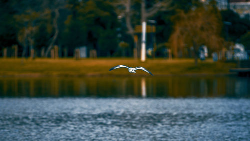 Swan flying over lake