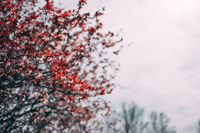 Low angle view of cherry tree against sky