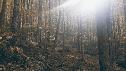 Sun shining through trees