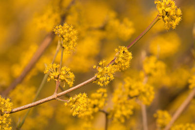 Close-up of yellow flowering plant