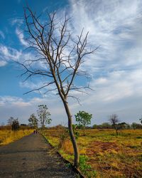 Bare tree by road on field against sky