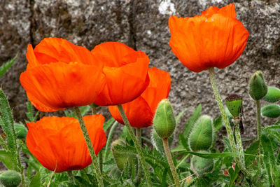 Close-up of orange poppy in field