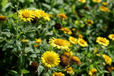 Close-up of yellow flowering plant