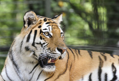 Close-up of tiger in zoo