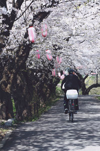 Rear view of people on bicycle