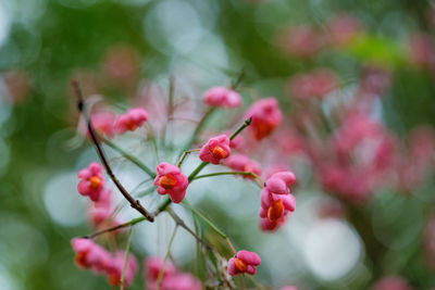 Close-up of pink flowering plant