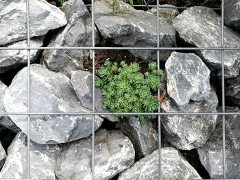 Close-up of plants