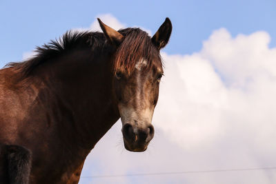 Horse in ranch against sky