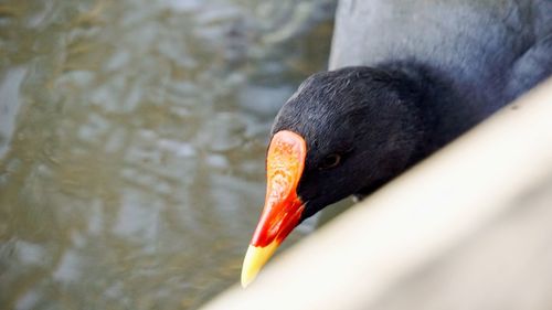 Close-up of swan swimming in lake