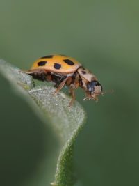 Close-up of ladybug on flower