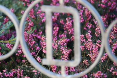 Close-up of pink flowering plants in park