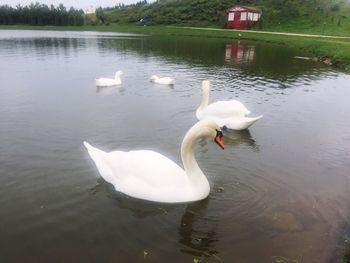 High angle view of swans swimming in lake