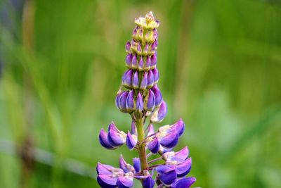 Close-up of purple flowering plant