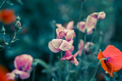 Close-up of flowers blooming outdoors