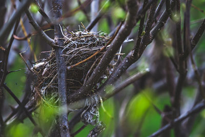 Close-up of plant in nest