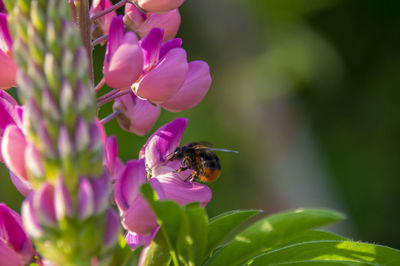 Close-up of bee pollinating on pink flower