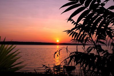 Silhouette plants by sea against romantic sky at sunset