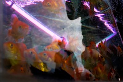 Close-up of fish swimming in aquarium