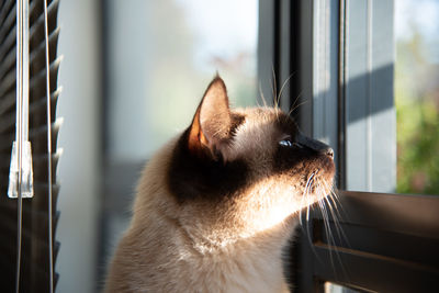 Close-up of cat looking through window