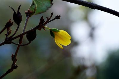 Close-up of yellow flower blooming outdoors