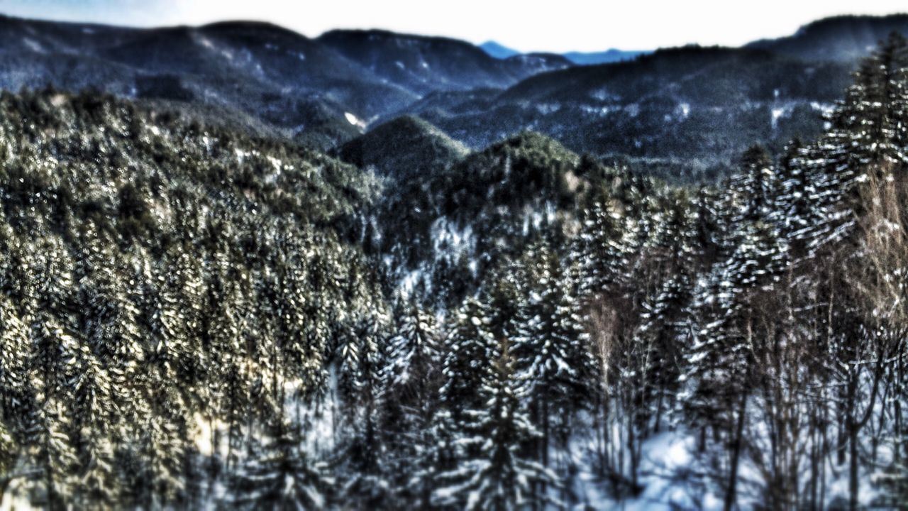 tranquility, mountain, tranquil scene, landscape, nature, snow, winter, beauty in nature, growth, scenics, cold temperature, tree, non-urban scene, field, day, outdoors, plant, selective focus, no people, grass