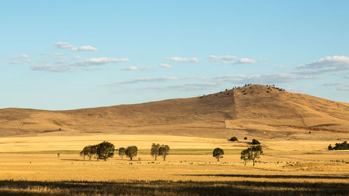 View of horse on field against sky