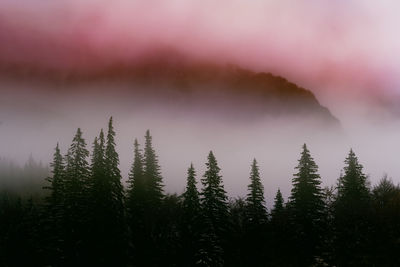Mist and silhouette trees in forest against foggy  sky