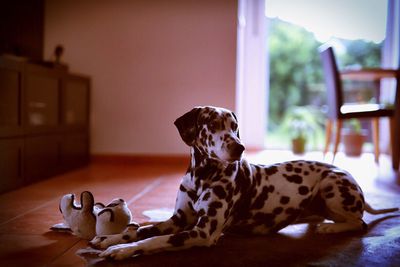 Close-up of dog at home