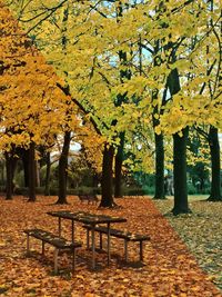 Trees in autumn