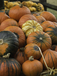 Pumpkin in germany