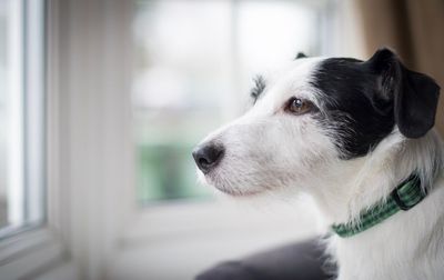 Close-up of dog at home