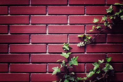 Red flower against brick wall