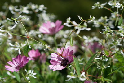 Close-up of pink flowers blooming outdoors