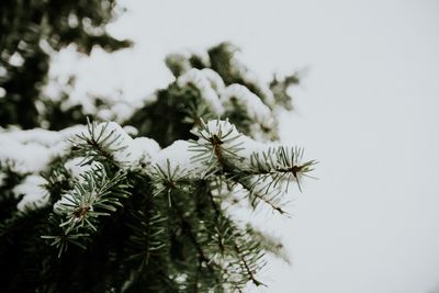 Close-up of flower tree against clear sky