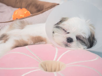 Sick dog wearing funnel collar with sad on pet bed.