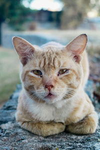 Close-up portrait of tabby cat outdoors