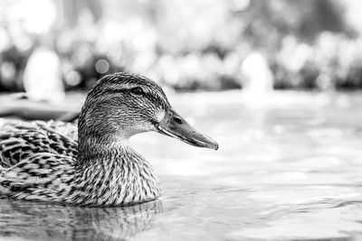 Close-up of swan swimming in water