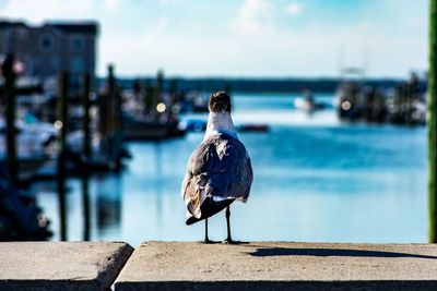 The back of a seagull looking off in the distance next to a canal on the bay in wildwood new jersey