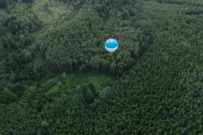 Blue balloon. wild green forest.