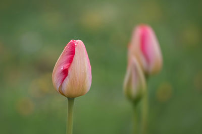 Close-up of purple flowering plant