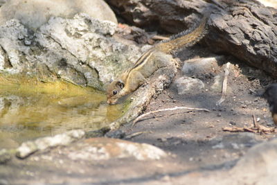 Close-up of lizard on rock