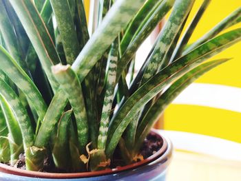 Close-up of succulent plant