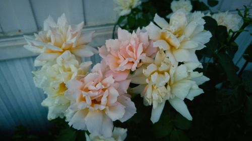 Close-up of white flowers blooming outdoors