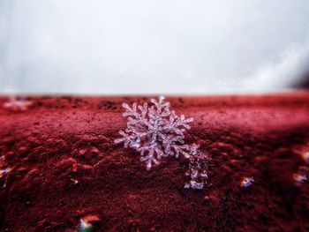 Close-up of frozen plant against sky