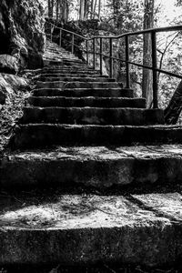 Low angle view of steps amidst trees in forest