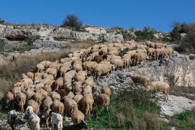 Sheep grazing on field