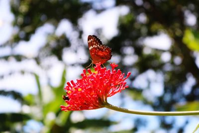 Close-up of red flower on plant
